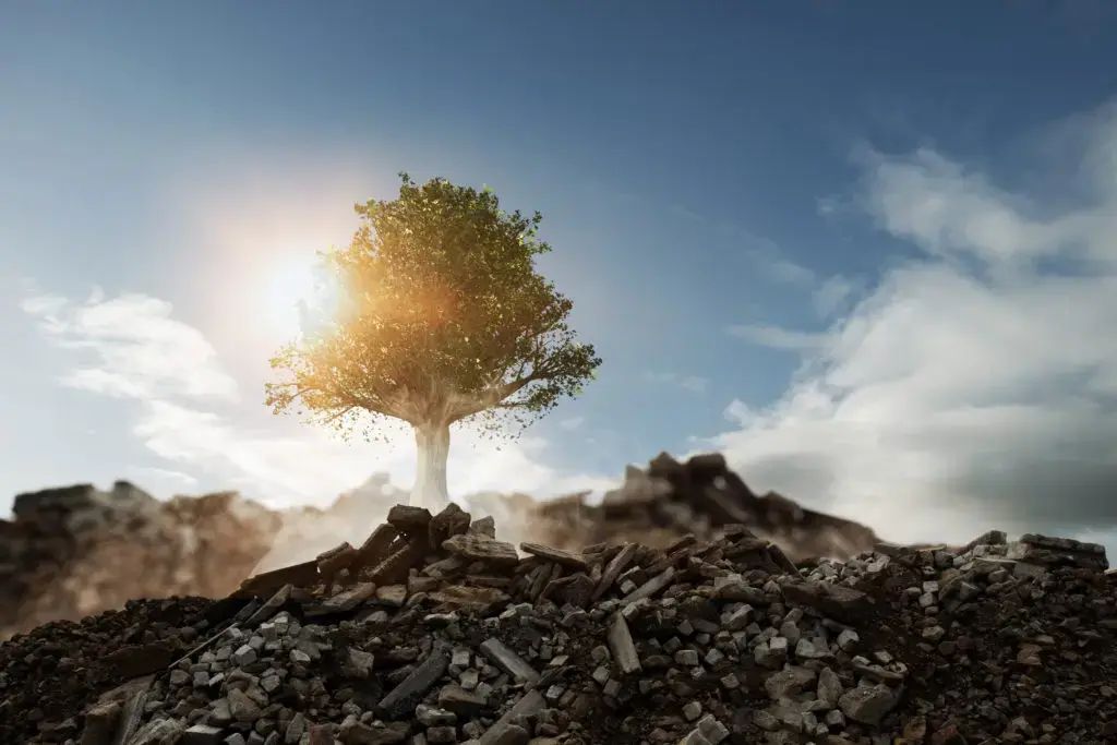 Baum wächst auf Schutthaufen